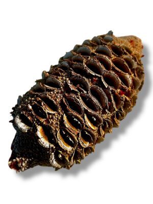 Banksia Nuts