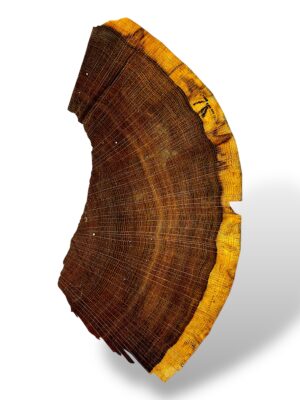 South African Bog Oak