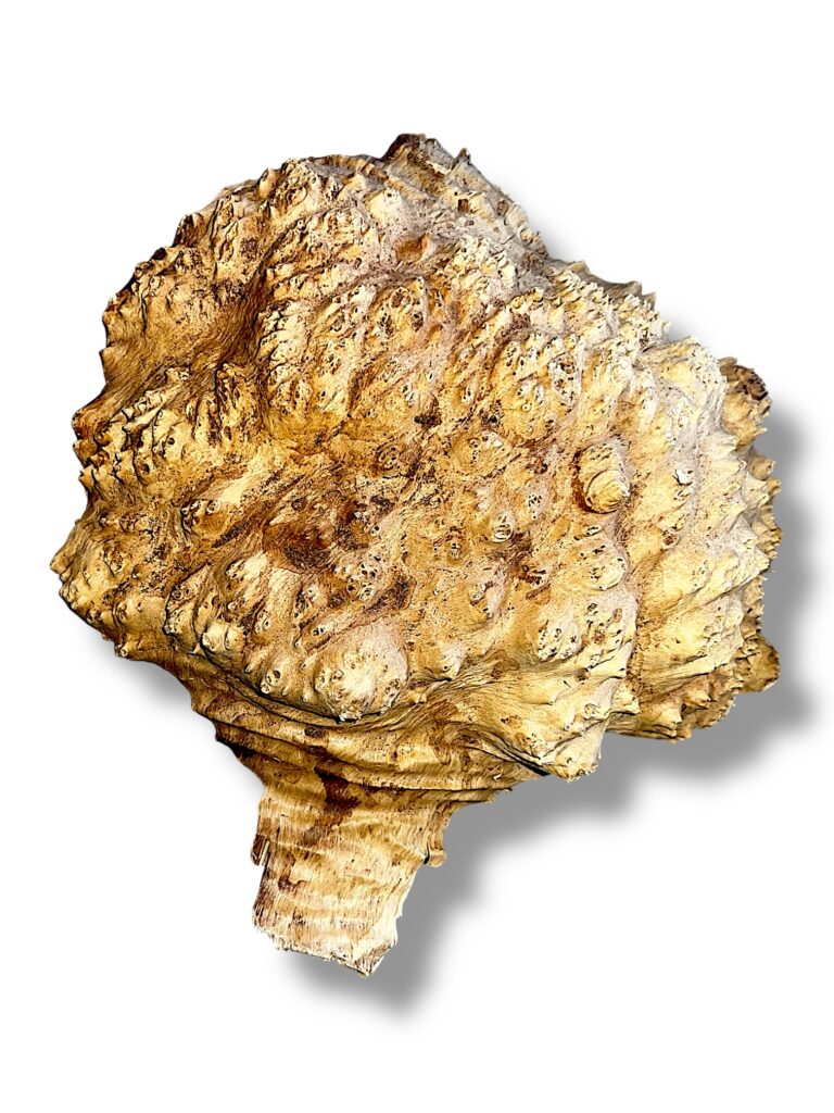 Australian burr