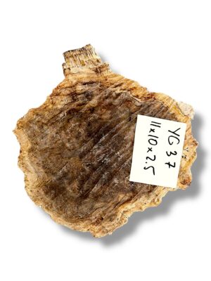 Australian burr