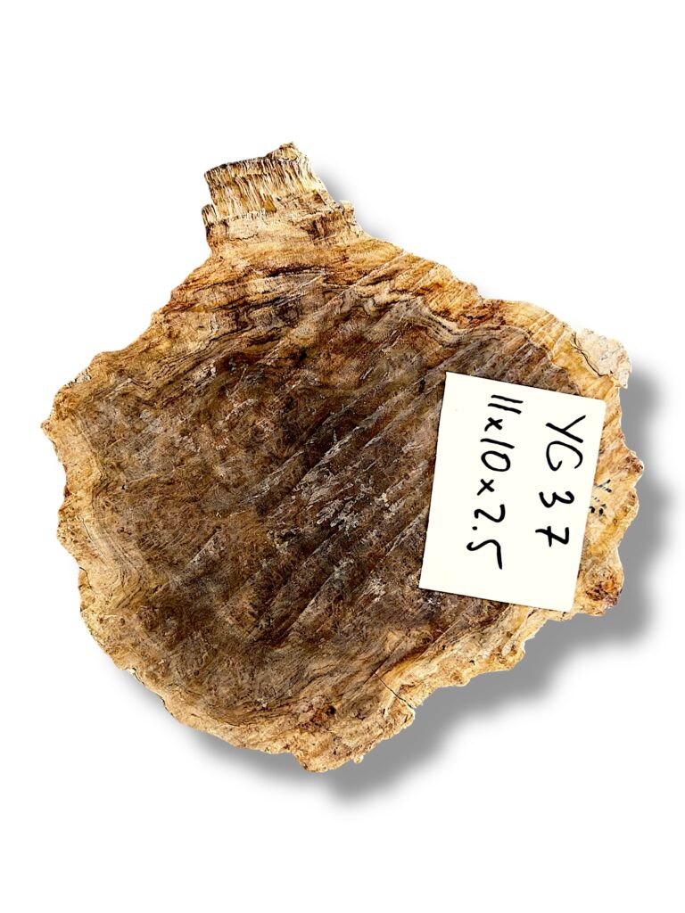 Australian burr