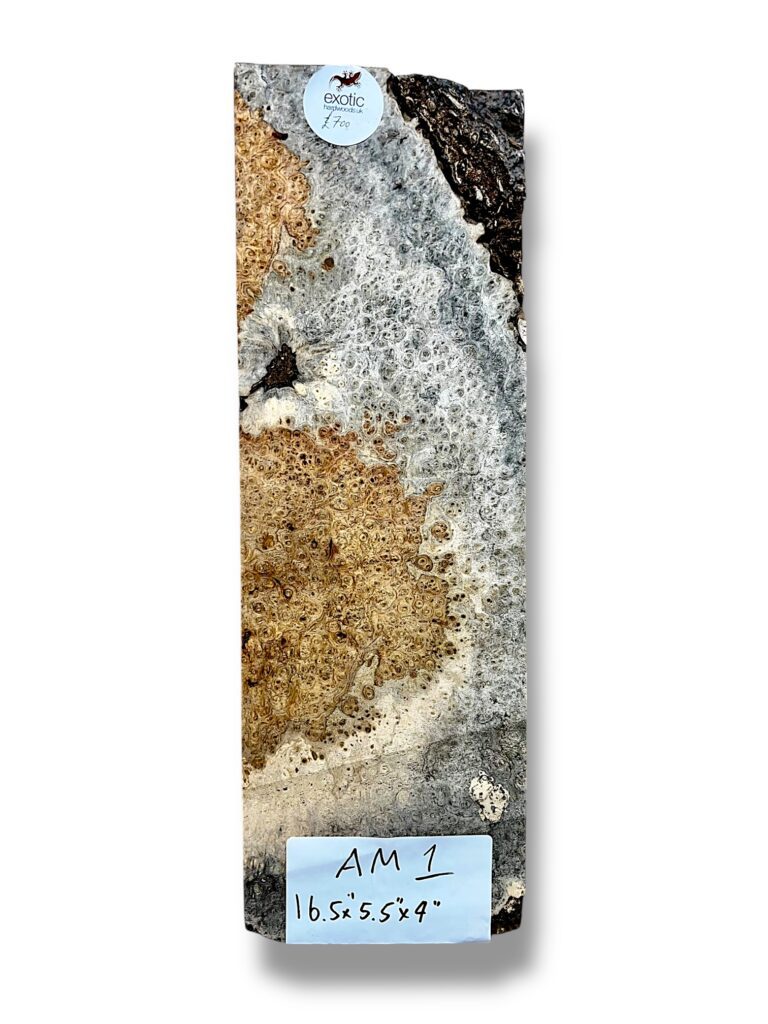 Ambonya Burr