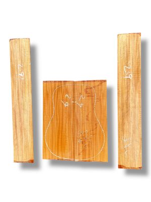 Indian Mahogany