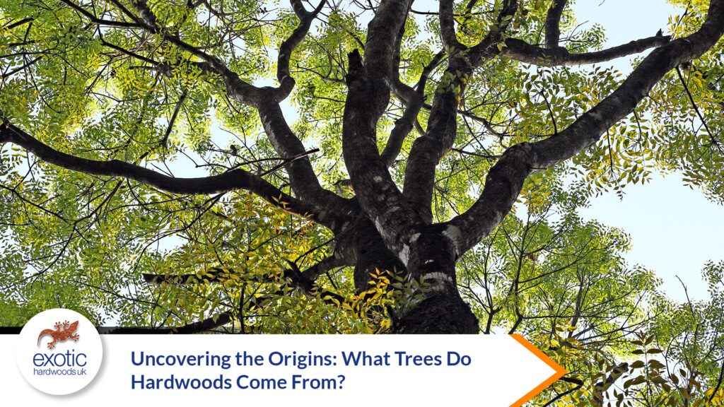 Uncovering The Origins: What Trees Do Hardwoods Come From? - Exotic Hardwoods UK Ltd