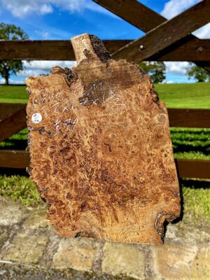 Burr Elm - 22"x17"x1.5" approx - A4