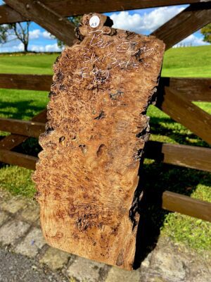 Burr Elm - 31"x13"x1.5" approx - A9