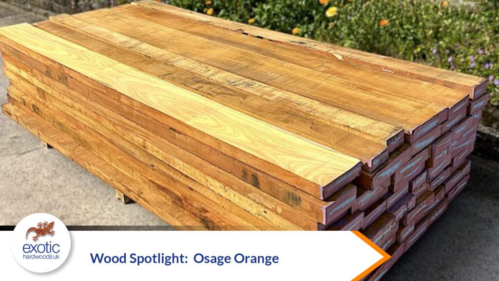 Wood Spotlight: Osage Orange